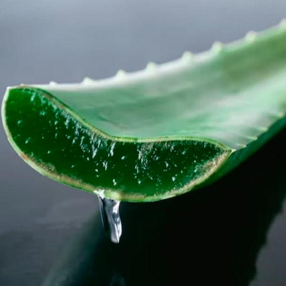 Aloe